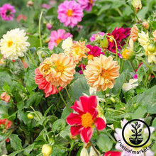 Load image into Gallery viewer, FALSE
