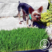 Load image into Gallery viewer, Dog & Cat Pet Grass Kit