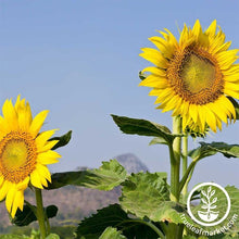 Load image into Gallery viewer, Fast & Easy Bilingual Flower Seed Collection