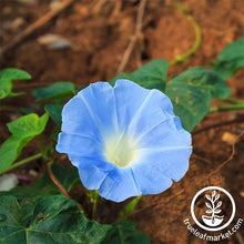 Load image into Gallery viewer, Fast &amp; Easy Bilingual Flower Seed Collection
